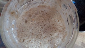 Wild yeast starter