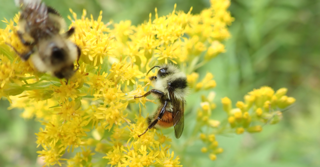 Goldenrod with Bees